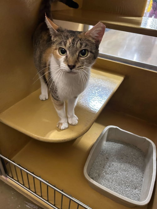 EDITH - Domestic Short Hair available for adoption
