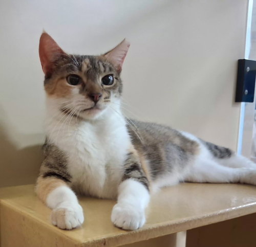 EDITH - Domestic Short Hair available for adoption