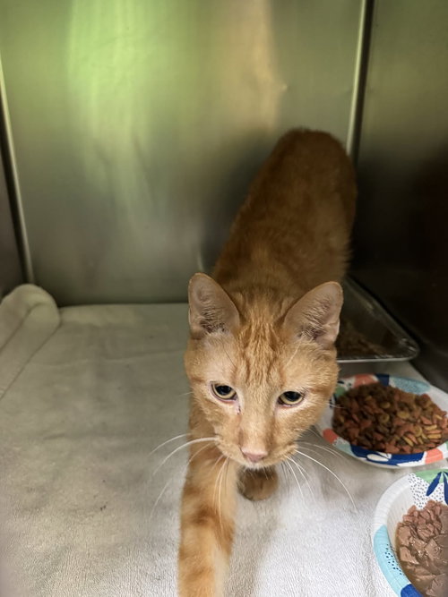 Nicolas Cage, an adoptable Domestic Short Hair in Rowlett, TX