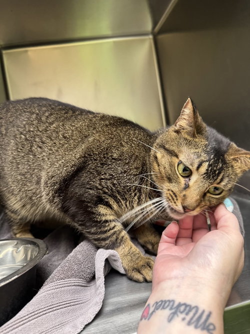 Elton John, an adoptable Domestic Short Hair in Rowlett, TX