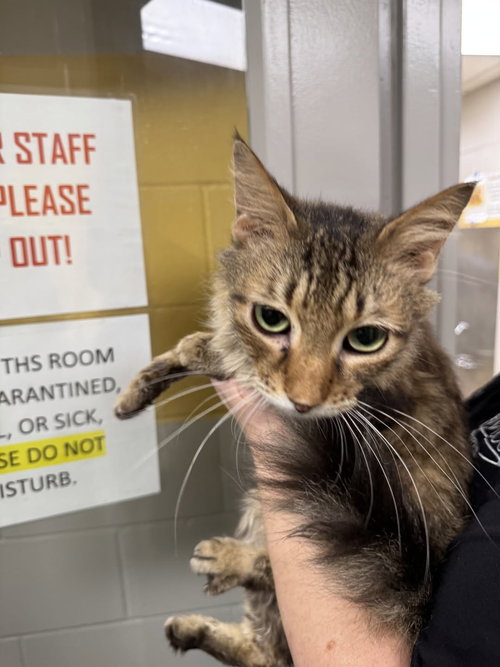 Bob Dylan, an adoptable Domestic Medium Hair in Rowlett, TX