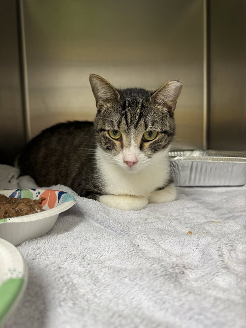 clint Eastwood, an adoptable Domestic Short Hair in Rowlett, TX
