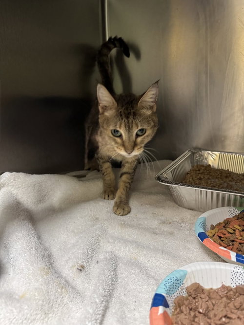 Lucille Ball, an adoptable Domestic Short Hair in Rowlett, TX