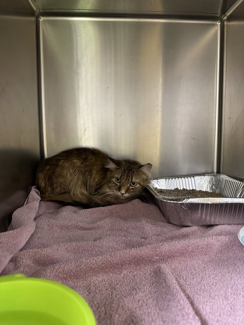Julia Roberts, an adoptable Domestic Medium Hair in Rowlett, TX