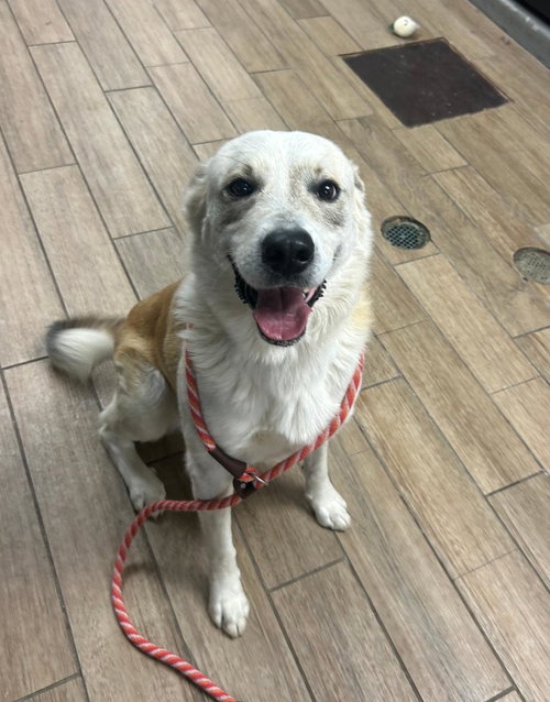 Dart, an adoptable Shepherd in Rowlett, TX