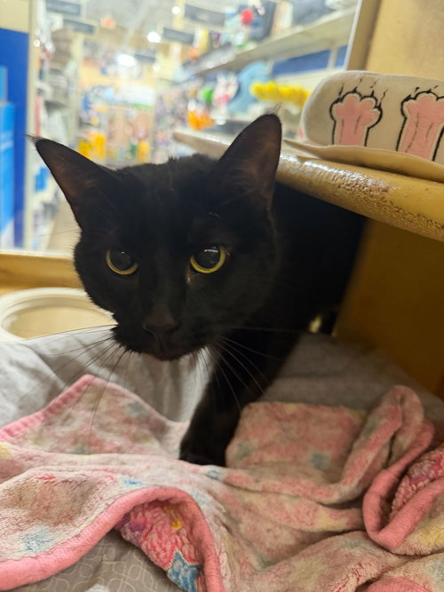 Wednesday, an adoptable Domestic Short Hair in Rowlett, TX