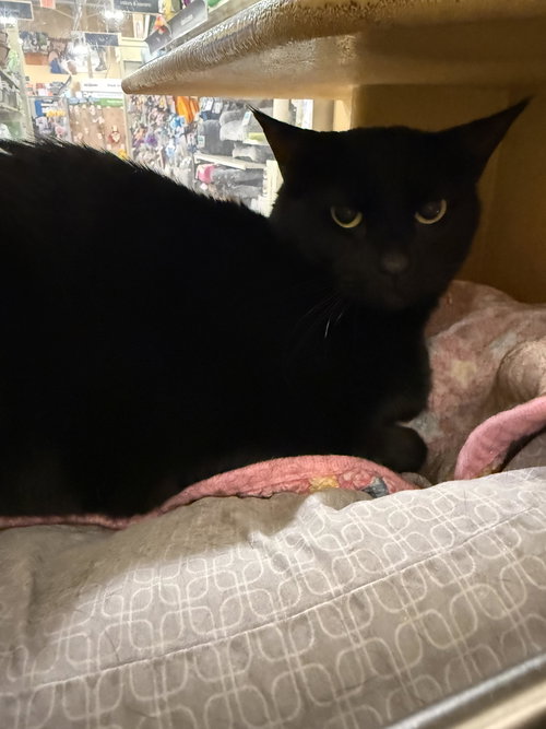 Wednesday, Adult Domestic Short Hair / Mixed, cat for adoption in Hurst, Texas