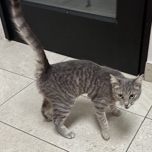 Flash, an adoptable Domestic Short Hair in Rowlett, TX