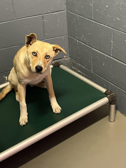 Moon Pie, an adoptable Husky in Rowlett, TX