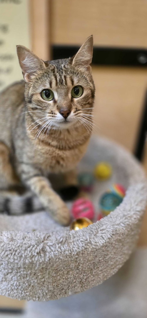Freya, an adoptable Domestic Short Hair in Rowlett, TX