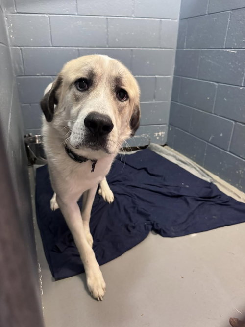 Lazlo, an adoptable Great Pyrenees in Rowlett, TX