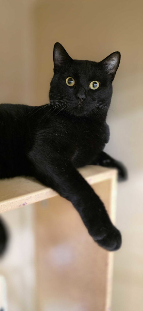 Mr. Meow, an adoptable Domestic Short Hair in Rowlett, TX