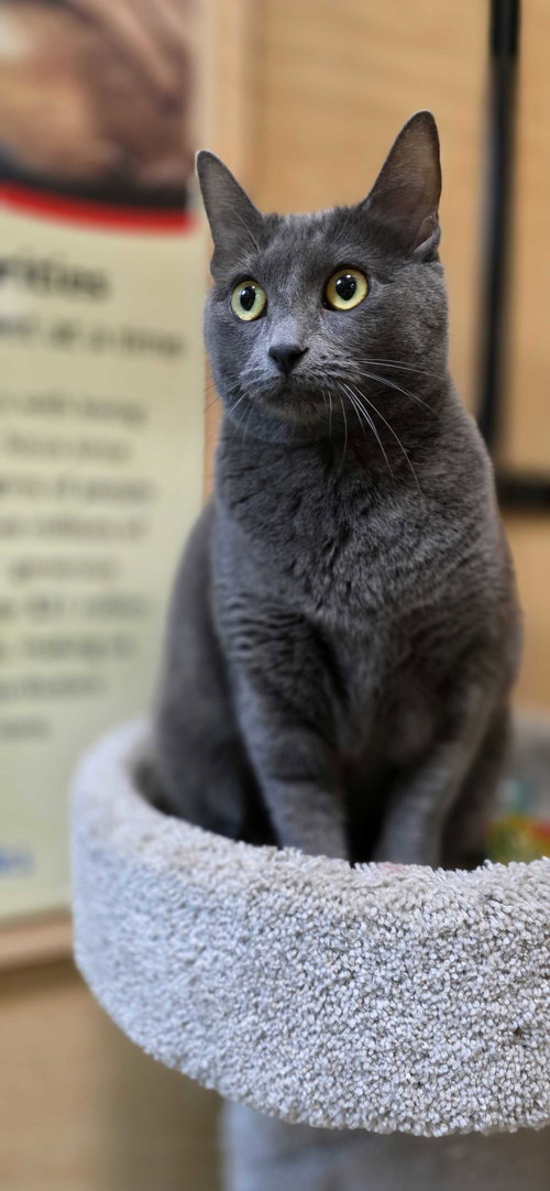 Misty Moo, an adoptable Domestic Short Hair in Rowlett, TX