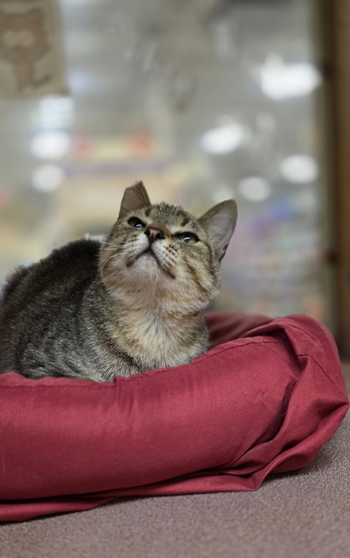 Jake, an adoptable Domestic Medium Hair in Rowlett, TX