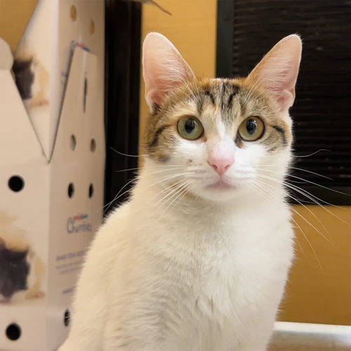 Kaylia, Adult Domestic Short Hair / Mixed, cat for adoption in Hurst, Texas