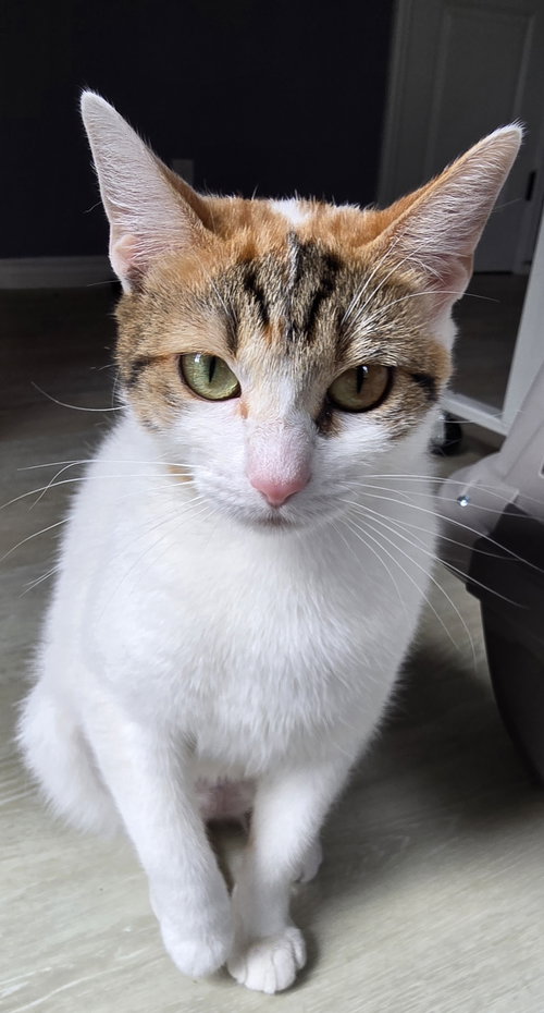 KAYLIA - Domestic Short Hair available for adoption
