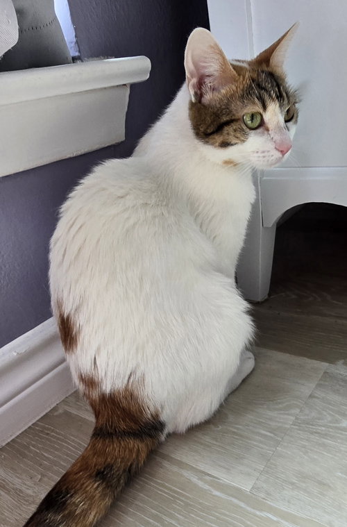 KAYLIA - Domestic Short Hair available for adoption