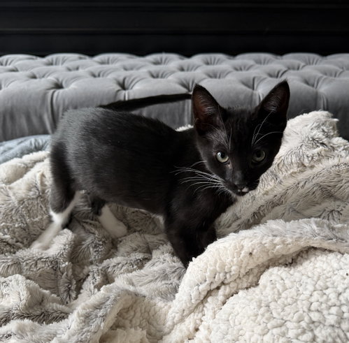 Poppy, Domestic Short Hair / Mixed, cat for adoption in Mesquite, Texas