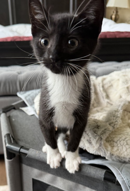 Winnie, Domestic Short Hair / Mixed, cat for adoption in Mesquite, Texas