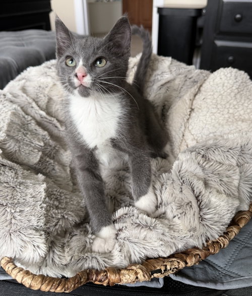 Louie, Domestic Short Hair / Mixed, cat for adoption in Mesquite, Texas