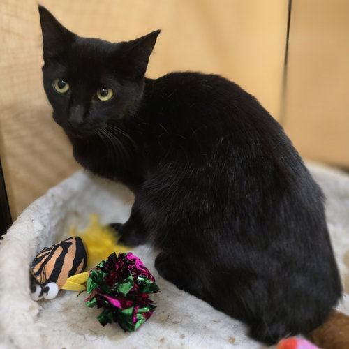 Skinny, Young Domestic Short Hair / Mixed, cat for adoption in Hurst, Texas