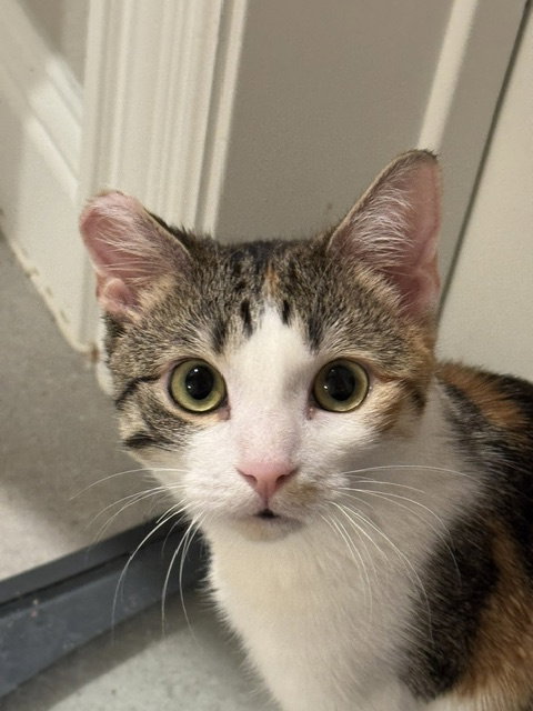 Bowie