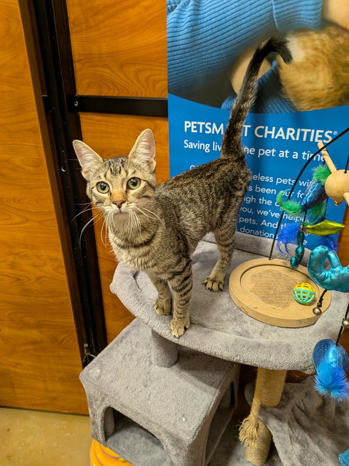 Silver, Young Domestic Short Hair / Mixed, cat for adoption in Hurst, Texas