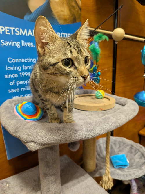 Sable, Young Domestic Short Hair / Mixed, cat for adoption in Hurst, Texas