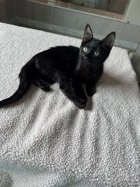 Delilah Image