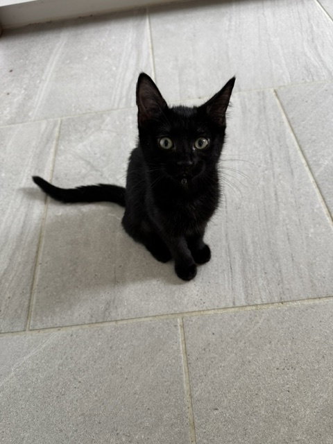 DELILAH - Domestic Short Hair available for adoption