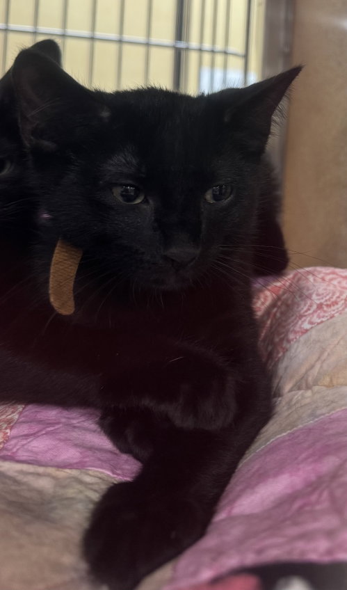 TYRONE - Domestic Short Hair available for adoption