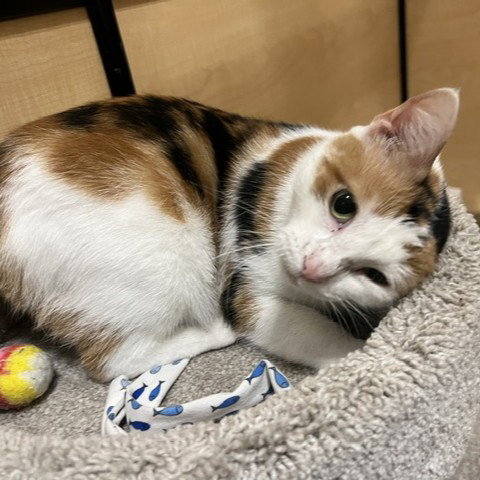 Lola, Adult Domestic Short Hair / Mixed, cat for adoption in Hurst, Texas