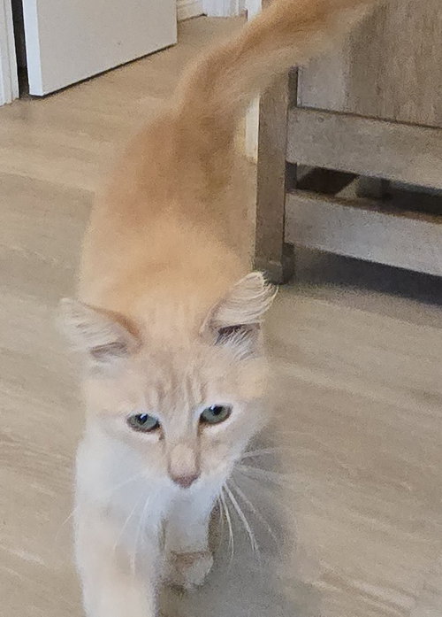 Graham, Adult Domestic Long Hair / Mixed, cat for adoption in Rowlett, Texas