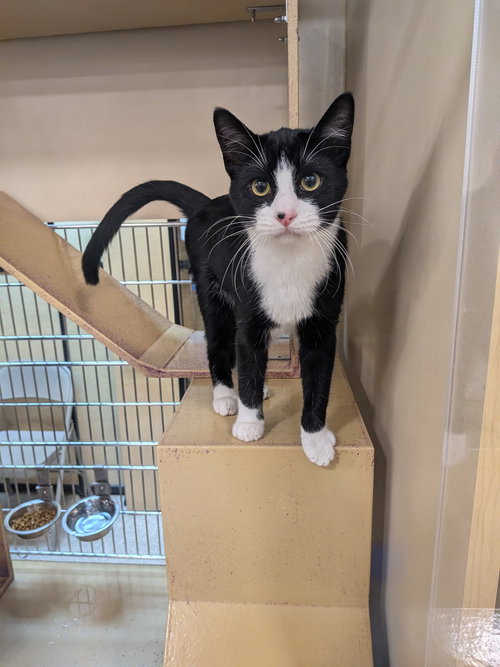 Dobby, Young Domestic Short Hair / Mixed, cat for adoption in Rowlett, Texas