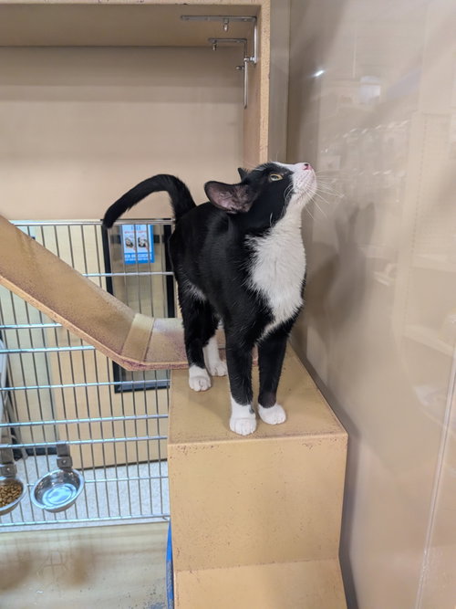 DOBBY - Domestic Short Hair available for adoption