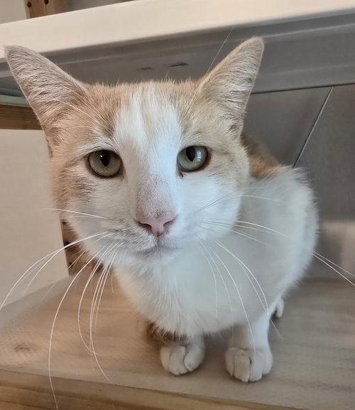 Oz, Adult Domestic Short Hair / Mixed, cat for adoption in Rowlett, Texas