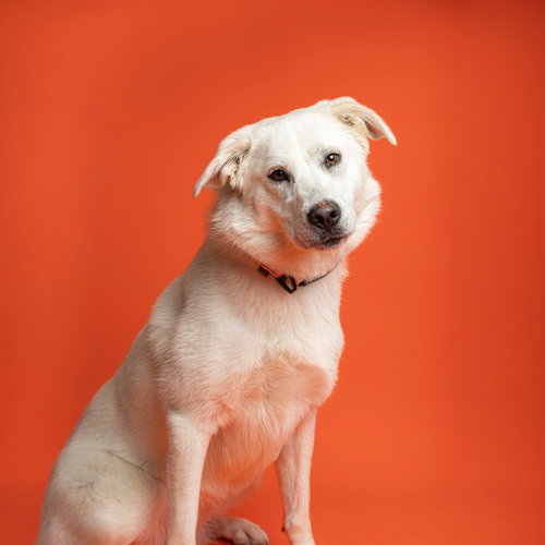 Britanny Ears, an adoptable Great Pyrenees in Rowlett, TX