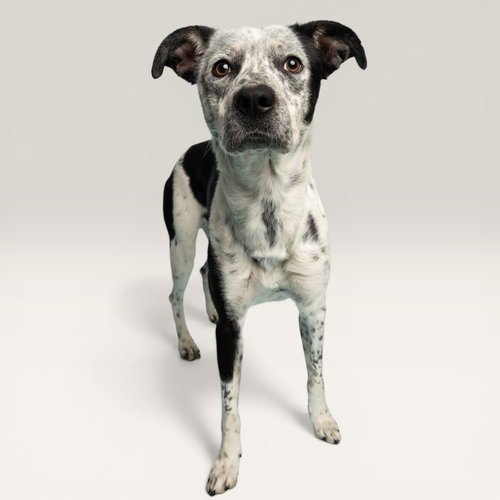 Big Tex, an adoptable Australian Cattle Dog in Rowlett, TX
