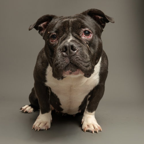 Big Momma, an adoptable American Bulldog in Rowlett, TX