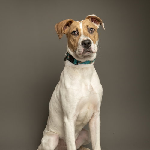 Nyxtyn, an adoptable Anatolian Shepherd in Rowlett, TX