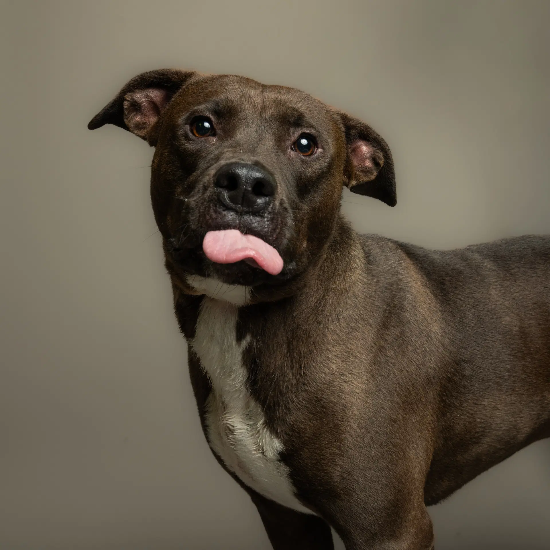 Jade - Pit Bull Terrier