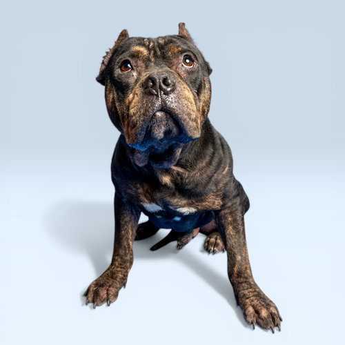 Meatball, an adoptable American Bulldog in Rowlett, TX