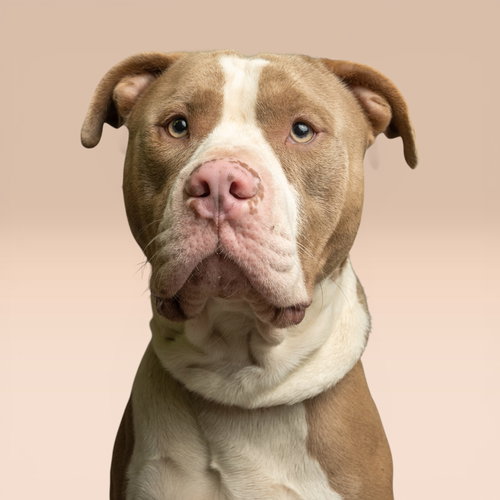 Kermit, an adoptable Pit Bull Terrier in Rowlett, TX