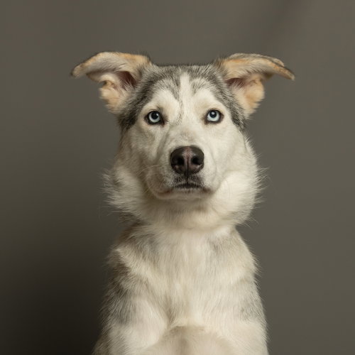 Elsa, an adoptable Husky in Rowlett, TX