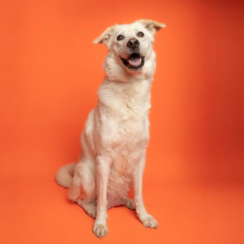 Sally, an adoptable Labrador Retriever in Rowlett, TX