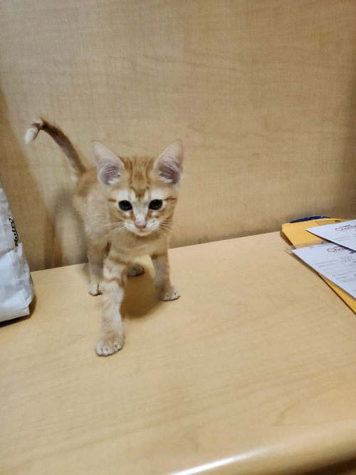 JOJO - Domestic Short Hair available for adoption