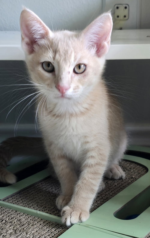 MACARONI - Domestic Short Hair available for adoption