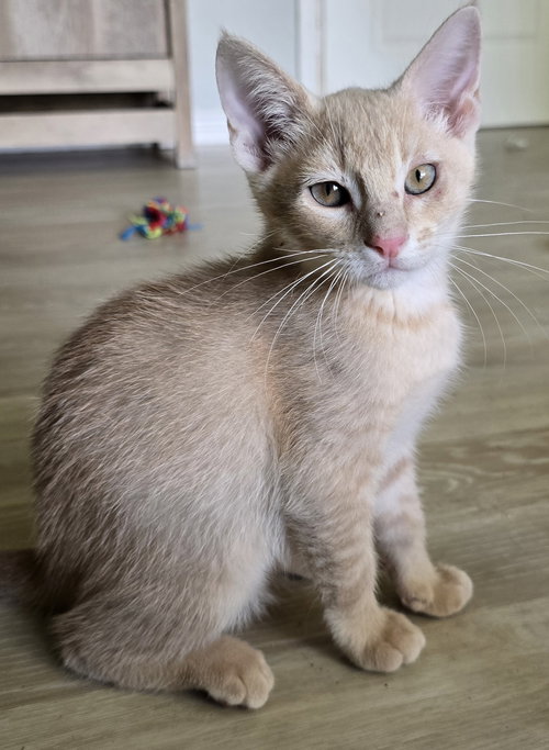 MACARONI - Domestic Short Hair available for adoption