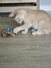 Macaroni - Photo 3