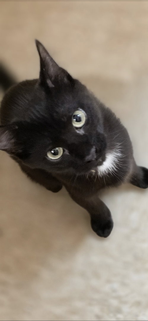 Onyx